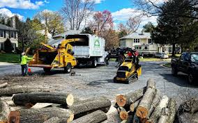 Best Tree Health Inspection  in Ridgefield, NJ