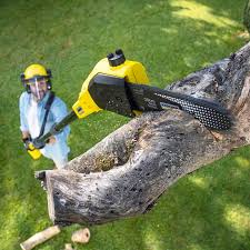 Best Tree Preservation Services  in Ridgefield, NJ