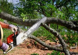 Best Tree Risk Assessment  in Ridgefield, NJ