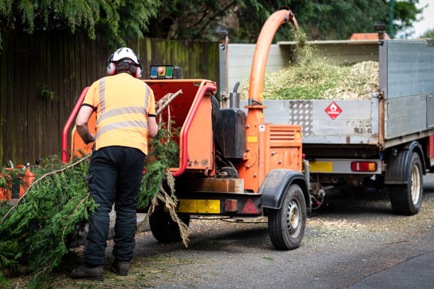Best Tree Disease Treatment  in Ridgefield, NJ
