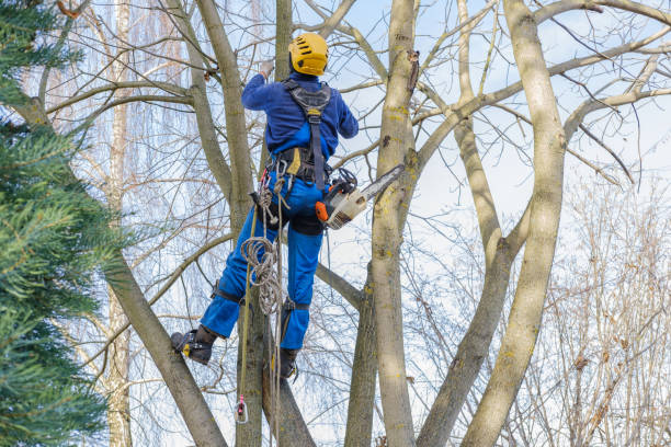 Best Stump Grinding and Removal  in Ridgefield, NJ
