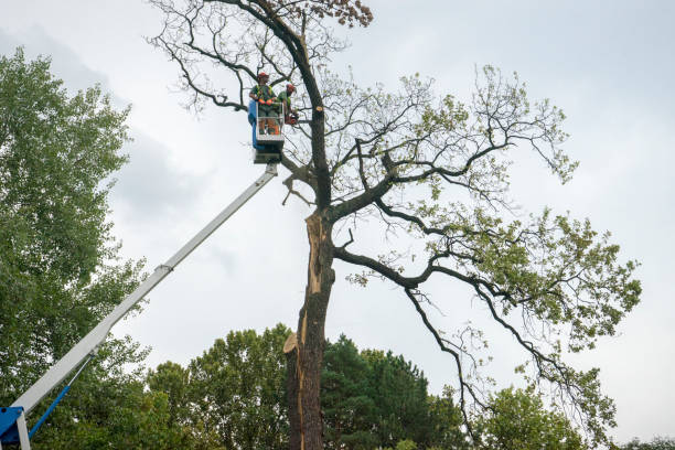 Best Utility Line Clearance  in Ridgefield, NJ