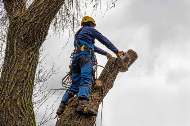 Best Hedge Trimming  in Ridgefield, NJ