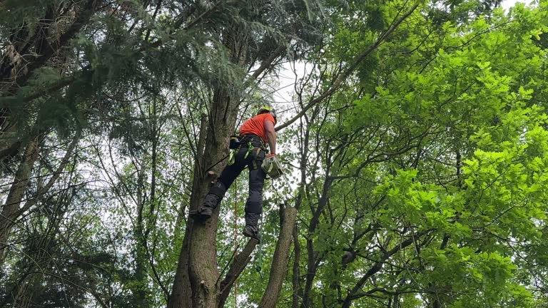 Best Leaf Removal  in Ridgefield, NJ