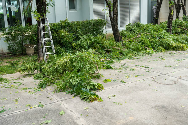 Best Grass Overseeding  in Ridgefield, NJ