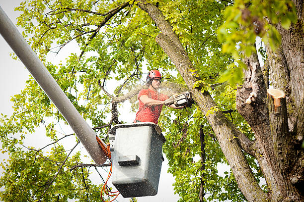 How Our Tree Care Process Works  in  Ridgefield, NJ