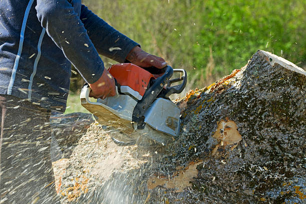 Ridgefield, NJ Tree Services Company