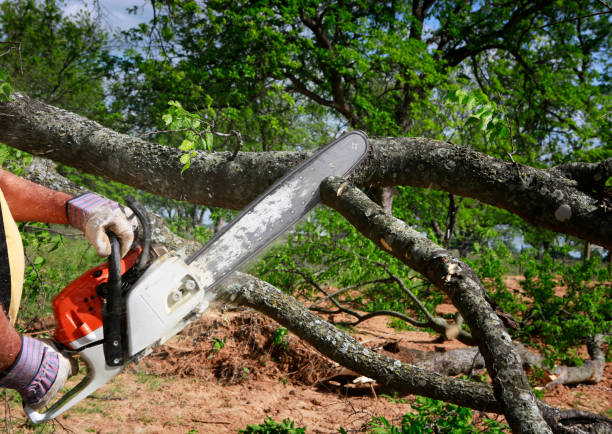 Best Firewood Processing and Delivery  in Ridgefield, NJ